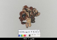 藏品(中國湖北皮影戲偶頭-淨)的圖片